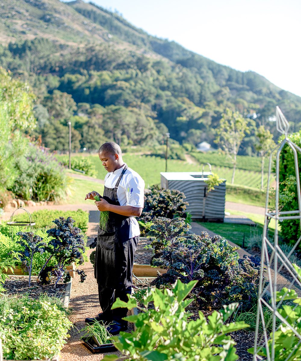 Beau Constantia, garden below the Chefs Warehouse