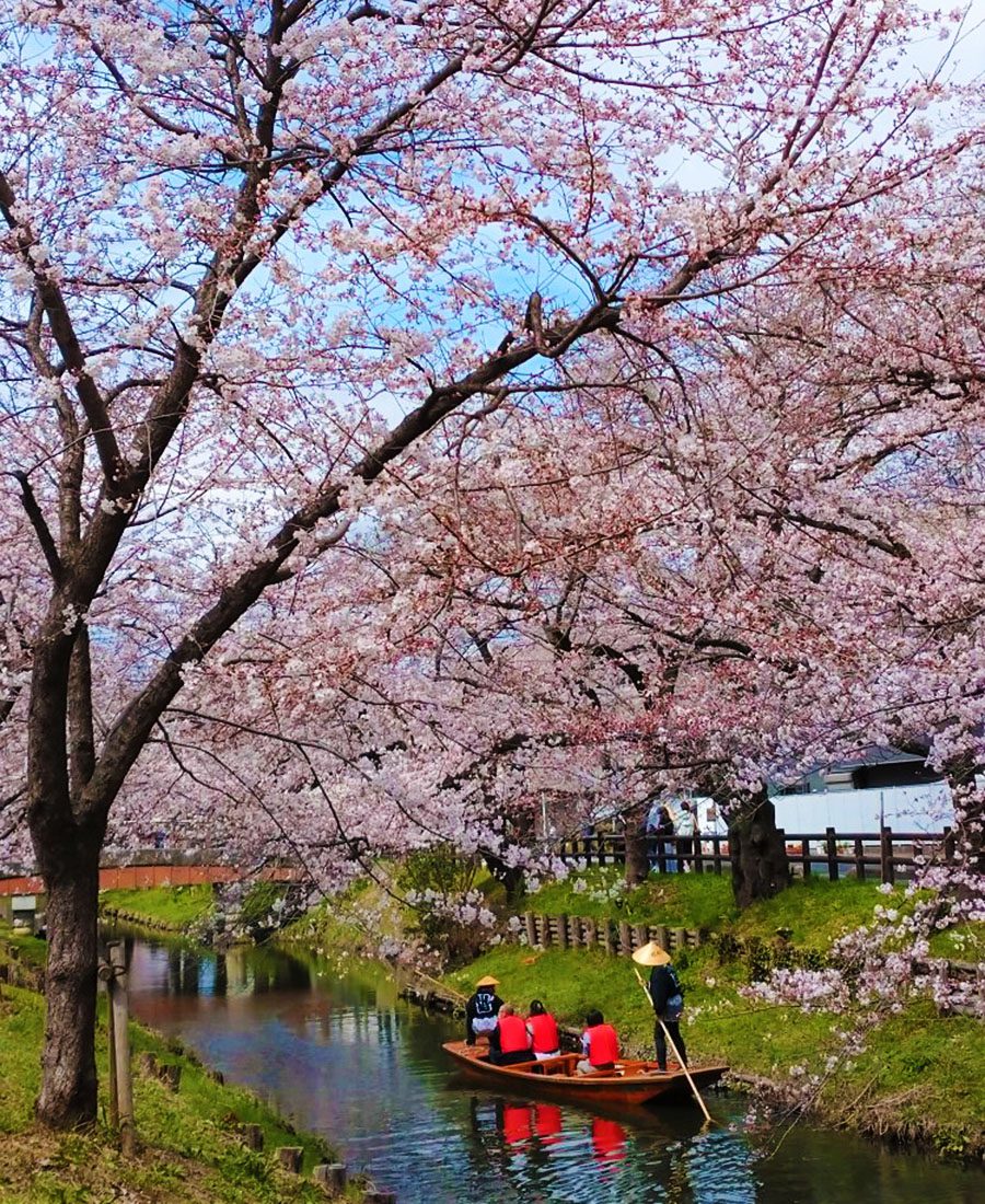 Koedo Kawagoe Spring Boat Tour, Image by Koedo Kawagoe Tourist Association